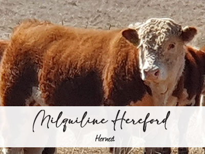 Miquiline Herefords